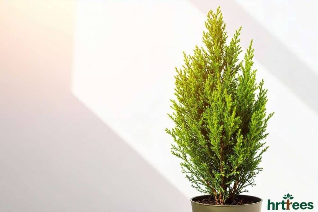 Outdoor artificial cypress tree