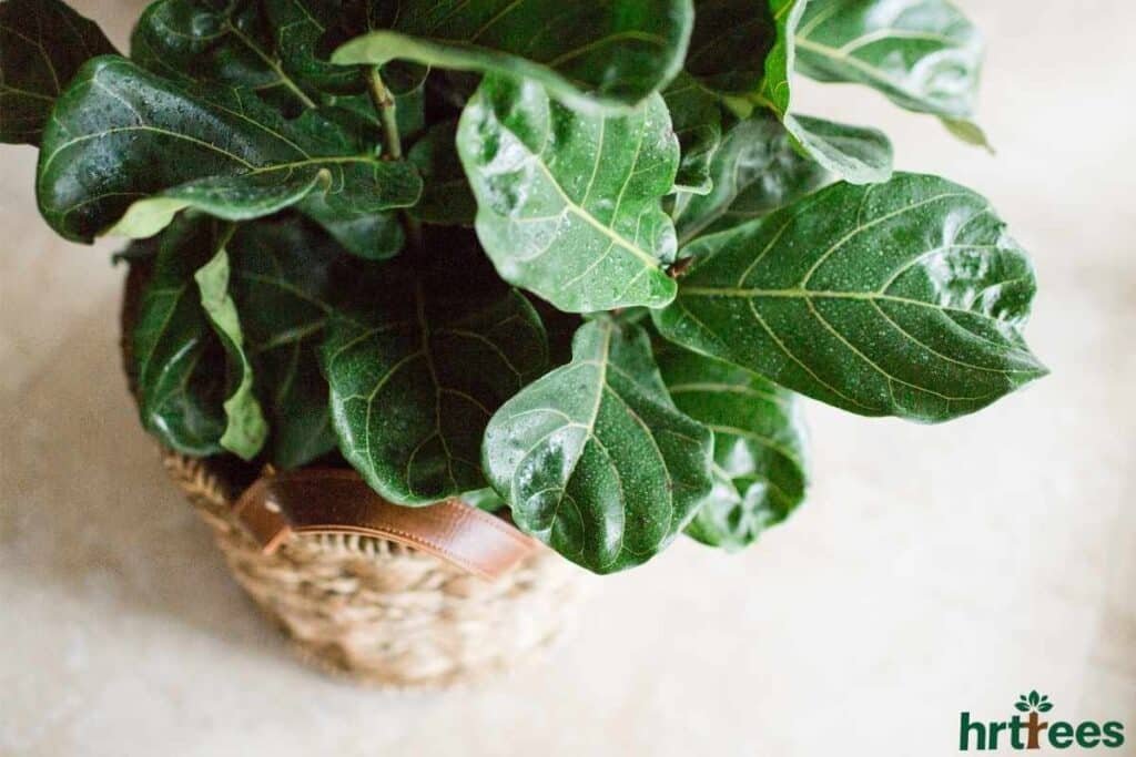 Realistic artificial fiddle leaf fig tree