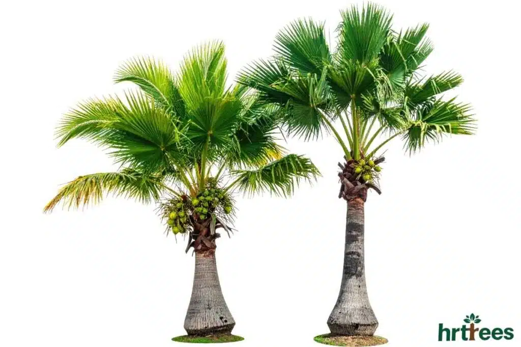 Right Size of Artificial Palm Tree