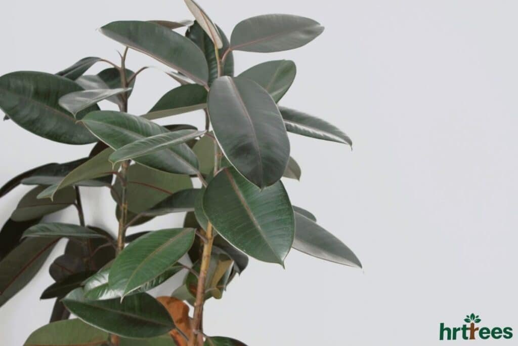 Rinsed off artificial ficus plant