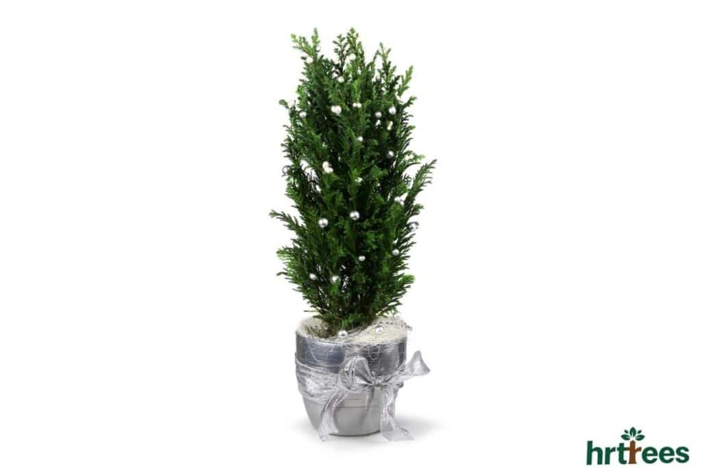 Styling Artificial Cypress Trees