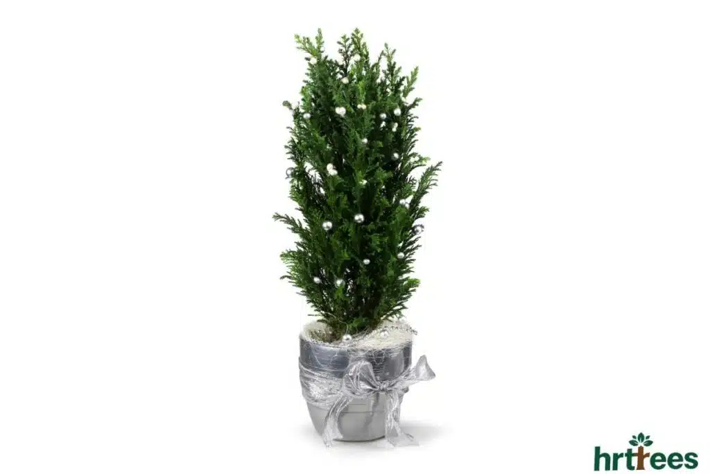 Styling Artificial Cypress Trees
