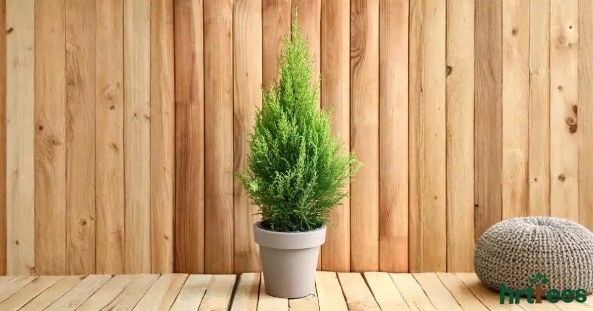 artificial cypress tree featured image