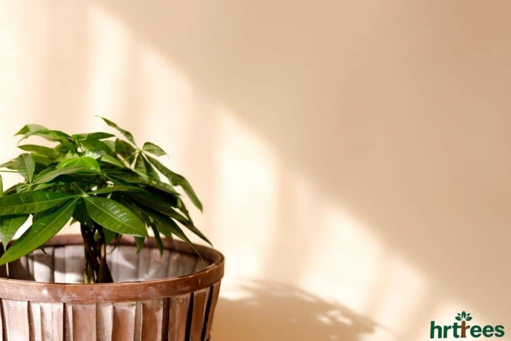 artificial money plant from Reliable Seller