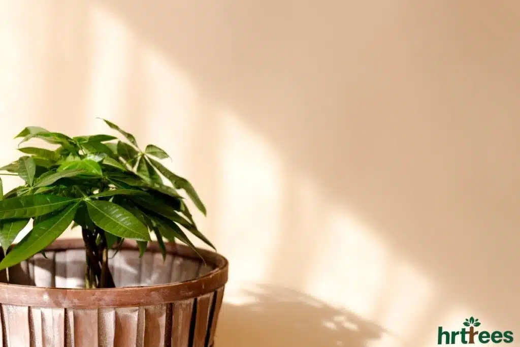 artificial money plant from Reliable Seller