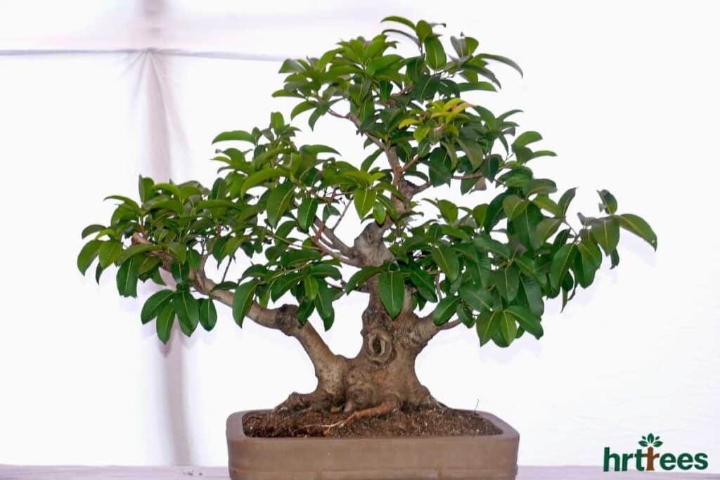 cleaning an artificial ficus tree
