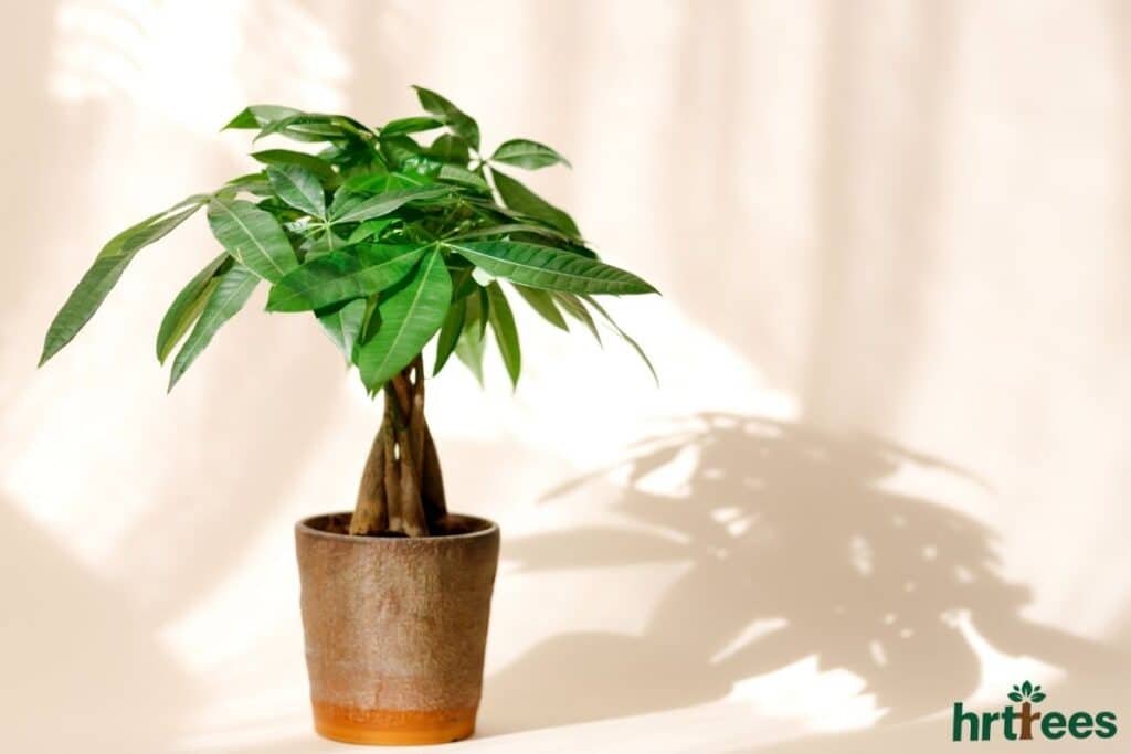 convenience of artificial money tree