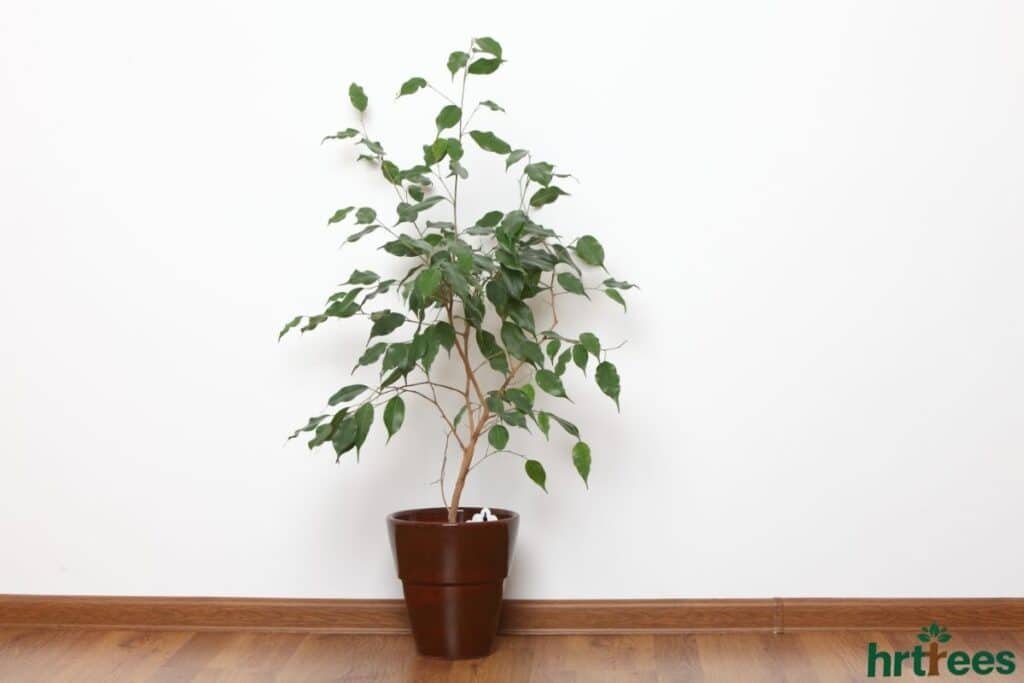 dressing up artificial ficus tree