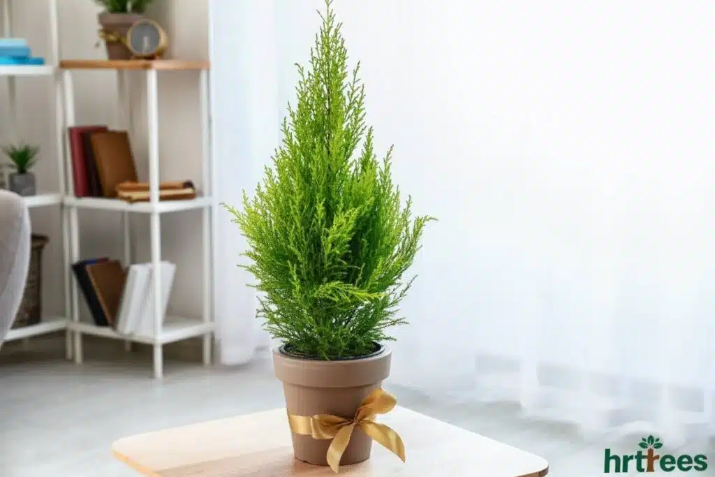 indoor artificial cypress tree