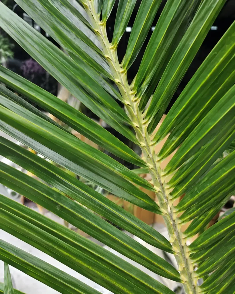 Close-up detail of UV resistant artificial palm leaves for outdoor commercial palm trees